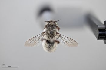 Media type: image;   Entomology 790921 Aspect: habitus dorsal view
